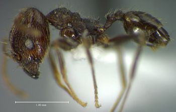 Media type: image;   Entomology 35164 Aspect: habitus lateral view